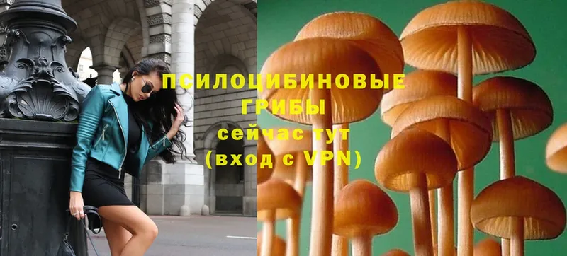 Галлюциногенные грибы Magic Shrooms  Верещагино 